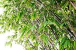 phyllostachis nigra bambu nero