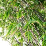 phyllostachis nigra bambu nero