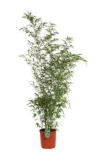 phyllostachis nigra bambu nero 2