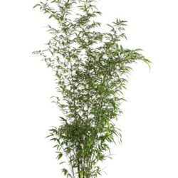 phyllostachis nigra bambu nero 2
