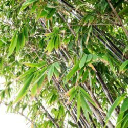 phyllostachis nigra bambu nero
