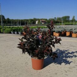 physocarpus opulifolius andre spirea americana 2