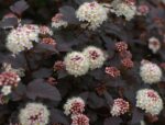 physocarpus opulifolius diabolo spirea americana