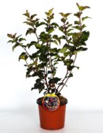 physocarpus opulifolius diabolo spirea americana 2