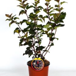 physocarpus opulifolius diabolo spirea americana 2