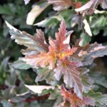 physocarpus opulifolius lady in red spirea americana
