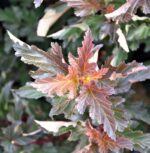 physocarpus opulifolius lady in red spirea americana