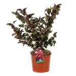 physocarpus opulifolius lady in red spirea americana 2