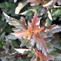physocarpus opulifolius lady in red spirea americana