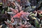 physocarpus opulifolius little angel spirea americana