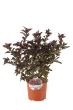 physocarpus opulifolius little angel spirea americana 2