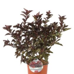 physocarpus opulifolius little angel spirea americana 2