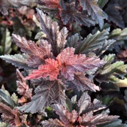 physocarpus opulifolius little angel spirea americana