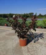 physocarpus opulifolius midnight jonight spirea americana 3
