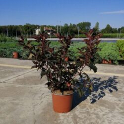 physocarpus opulifolius midnight jonight spirea americana 3