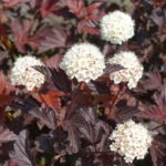 physocarpus opulifolius red baron spirea americana 1