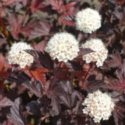 physocarpus opulifolius red baron spirea americana 1