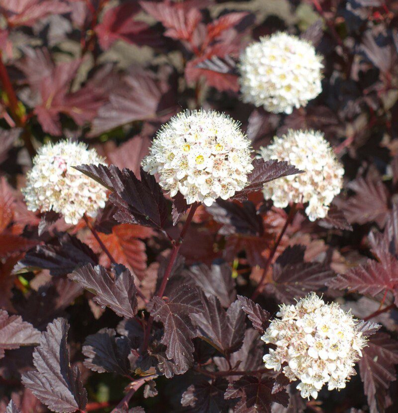 physocarpus opulifolius red baron spirea americana 1 physocarpus opulifolius red baron spirea americana 1