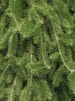 picea abies inversa 1