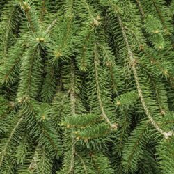 picea abies inversa 1