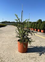 picea abies inversa