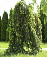 picea abies inversa 2