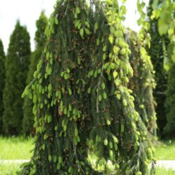 picea abies inversa 2