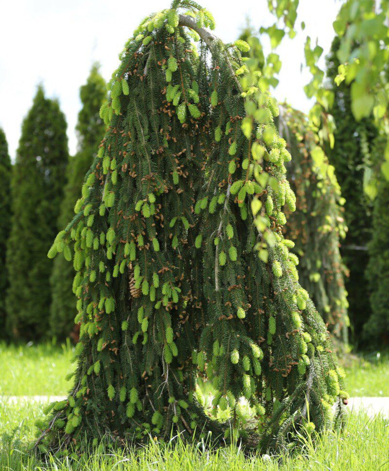picea abies inversa 2 picea abies inversa 2