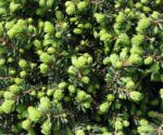 picea abies little gem