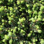 picea abies little gem