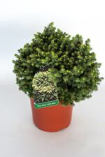 picea abies little gem 2