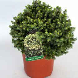 picea abies little gem 2
