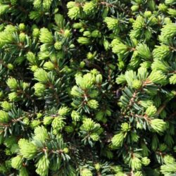 picea abies little gem