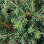 picea abies nidiformis