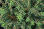 picea abies nidiformis