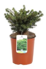 picea abies nidiformis 2
