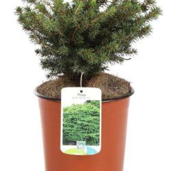 picea abies nidiformis 2