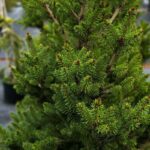 picea abies wills zwerg 1