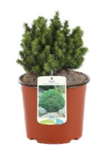 picea glauca alberta globe peccio 2