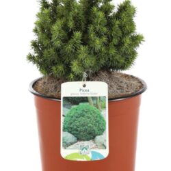 picea glauca alberta globe peccio 2