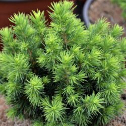 picea glauca alberta globe peccio