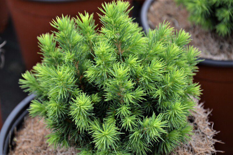picea glauca alberta globe peccio picea glauca alberta globe peccio