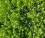 picea glauca albertiana conica peccio