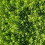 picea glauca albertiana conica peccio