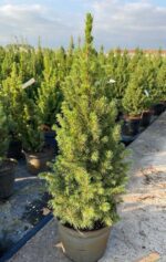 picea glauca albertiana conica peccio 2