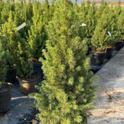 picea glauca albertiana conica peccio 2