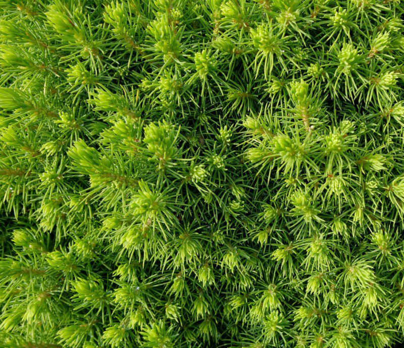 picea glauca albertiana conica peccio picea glauca albertiana conica peccio
