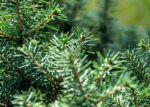 picea omorika nana omorica