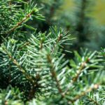 picea omorika nana omorica