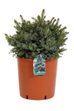 picea omorika nana omorica 2